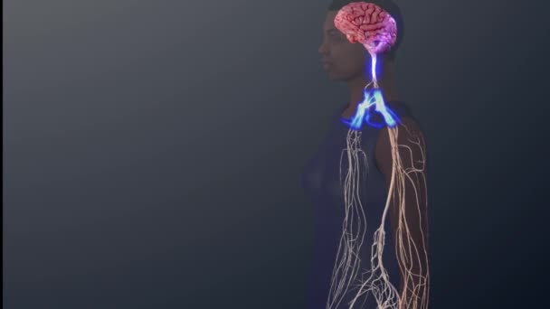 Modelo Humano Sobre Fondo Negro Envío Señales Desde Cerebro Cuerpo — Vídeo de stock