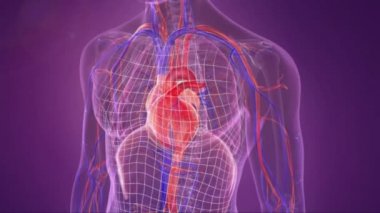 Solunum sistemi ve organları