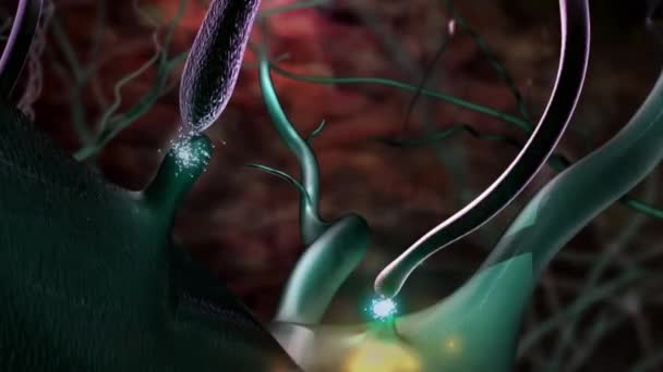 Synapses Axones Transmitting Electrical Signals — Stock Video