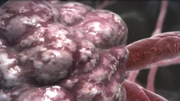 Angiogenesis Adalah Proses Fisiologis Mana Pembuluh Darah Baru Terbentuk Dari — Stok Video