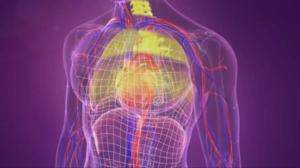 呼吸器系や臓器 — ストック動画