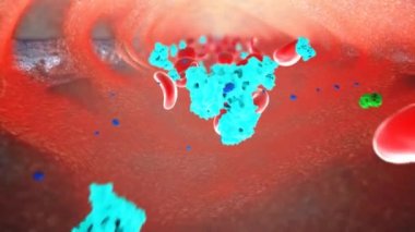 Testosteron testislerde üretilir ve serum albumin bağlayıcı globülin gibi taşıyıcı proteinlerde dolaşır. Hedef hücrelerin hücre zarlarına pasif olarak yayılıyor..