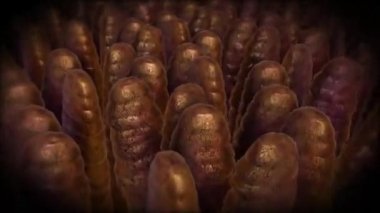 Gıdanın sindirim sistemindeki enerjiye dönüşmesi