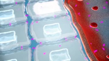 Testosteron testislerde üretilir ve serum albumin bağlayıcı globülin gibi taşıyıcı proteinlerde dolaşır. Hedef hücrelerin hücre zarlarına pasif olarak yayılıyor..