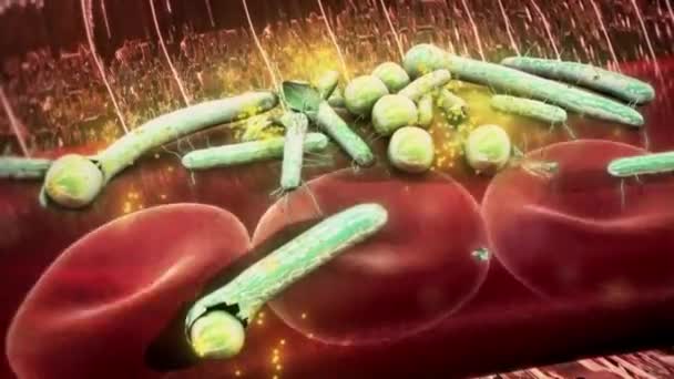 propagation du virus dans tout le corps 