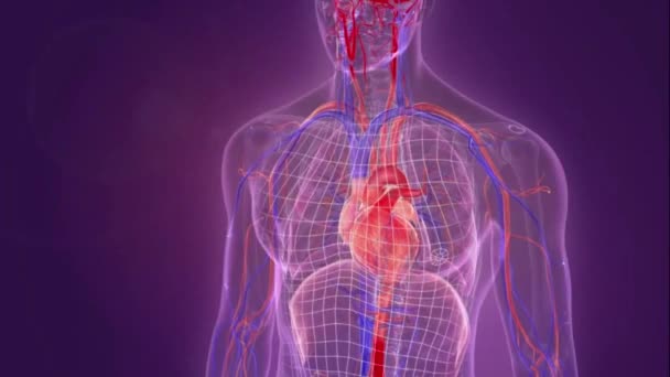 Закачивание Крови Сердечную Медицинскую Анимацию — стоковое видео