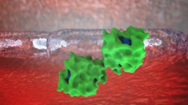 Testosteron testislerde üretilir ve serum albumin bağlayıcı globülin gibi taşıyıcı proteinlerde dolaşır. Hedef hücrelerin hücre zarlarına pasif olarak yayılıyor..