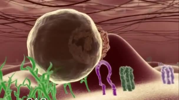 Vírus Sistema Imunológico — Vídeo de Stock