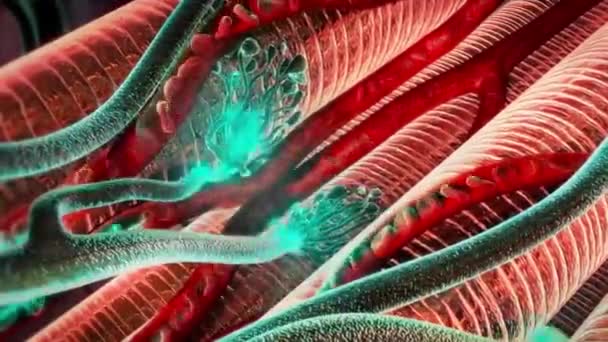 Clostridium Tetani Nin Nörotoksini — Stok video