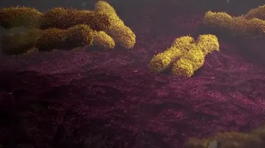 X kromozomu, iki cinsiyet kromozomundan biri.