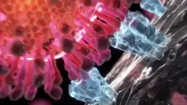 Nsan Vücudundaki Bağışıklık Sisteminde Virüs — Stok video