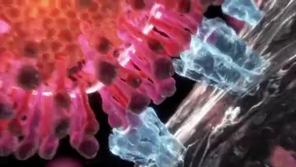 Virus Dans Système Immunitaire Corps Humain — Video