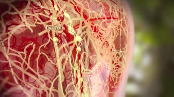 人間の体内の静脈とリンパ — ストック動画