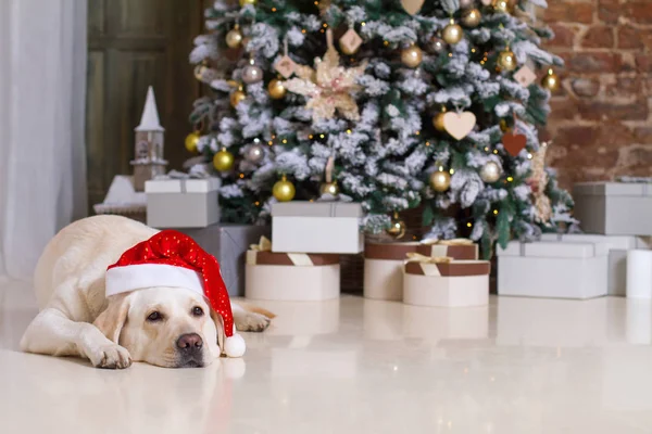 Pies w Santa hat leżącego pod drzewa Xmas — Zdjęcie stockowe