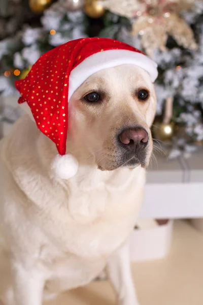 Cão em um chapéu de Papai Noel senta-se sob uma árvore de Natal — Fotografia de Stock