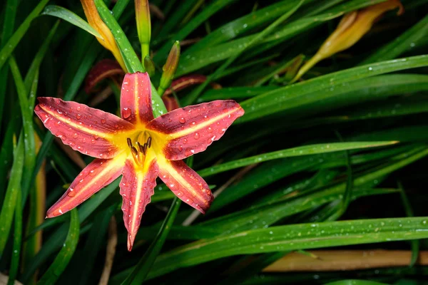 red lily after rain with drops of water on a background of green leaves.