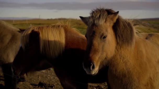 Rzadkie i unikalne konie islandzkie o zachodzie słońca — Wideo stockowe