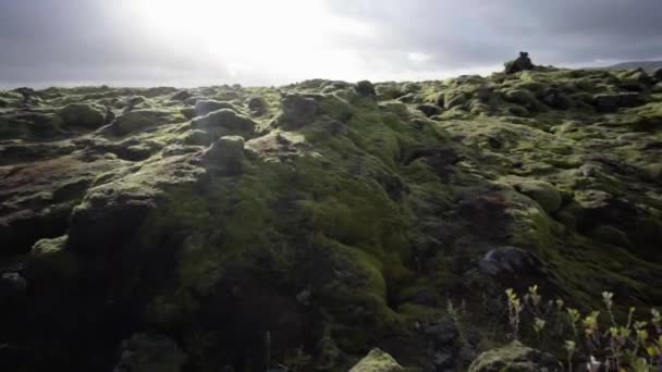 Gröna lavafält täckta med mossa — Stockvideo