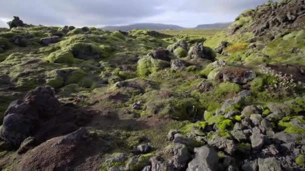 Zöld lávamezők. Fagyasztott magma, amelyet moha és növények borítanak. A láva megfagyott egy vulkánkitörés után. — Stock videók