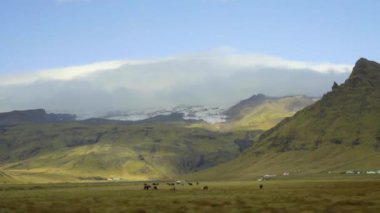 Yeşil çayır arka planında karla kaplı dağlar. Büyük dağların yakınındaki bir çayırda sığırlar otlar.