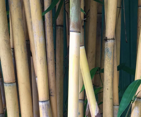 Bambusbäume Wald Hintergrund Nahaufnahme — Stockfoto