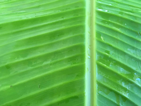 Textura de folha de banana verde close-up . — Fotografia de Stock