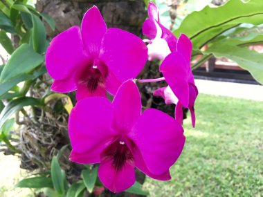 Ağaç portre üzerinde güzel pembe orkide.