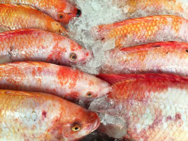 Tilapia çiğ balık pazarında buzda. Kırmızı taze balıklar.