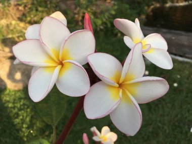 ağaç üzerinde çiçek açan plumeria frangipani beyaz ve pembe renkli çiçekler.