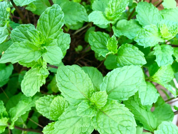 Nahaufnahme von Minzblättern, die im Garten wachsen. — Stockfoto