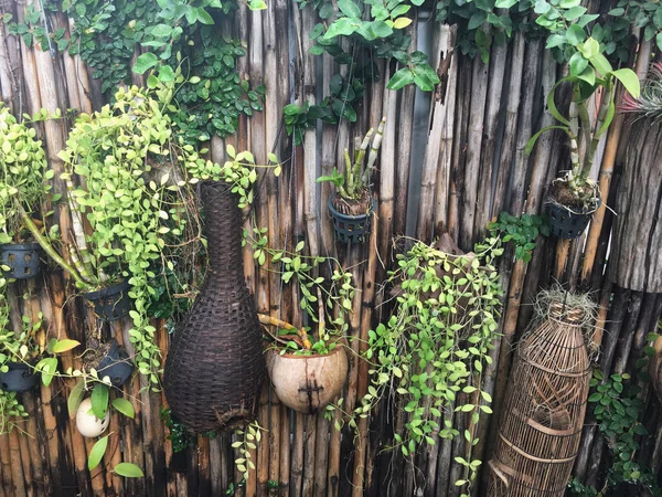 Wall bamboo fence and tropical plants hanging at the backyard . — Stock Photo, Image