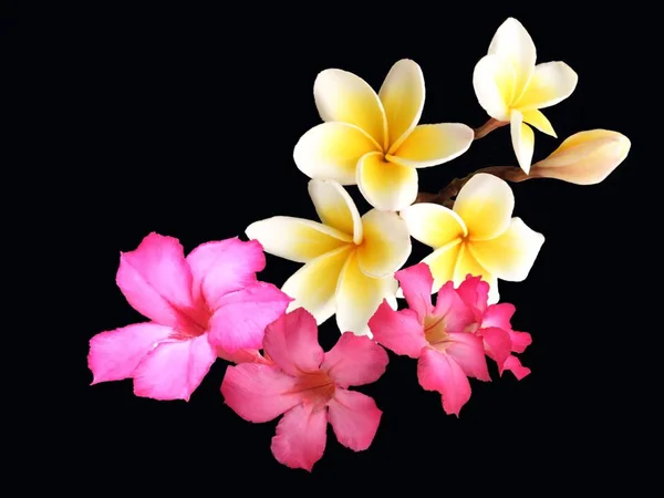 Plumeria flores tropicais exóticas em fundo preto para design . — Fotografia de Stock