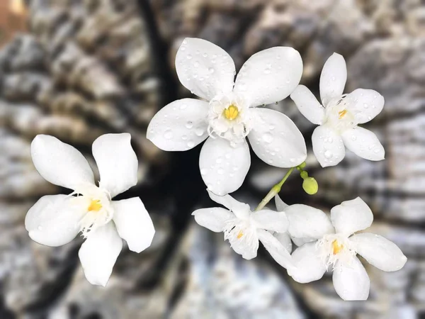 Borrão de fundo de flores brancas, pesando bela floração — Fotografia de Stock