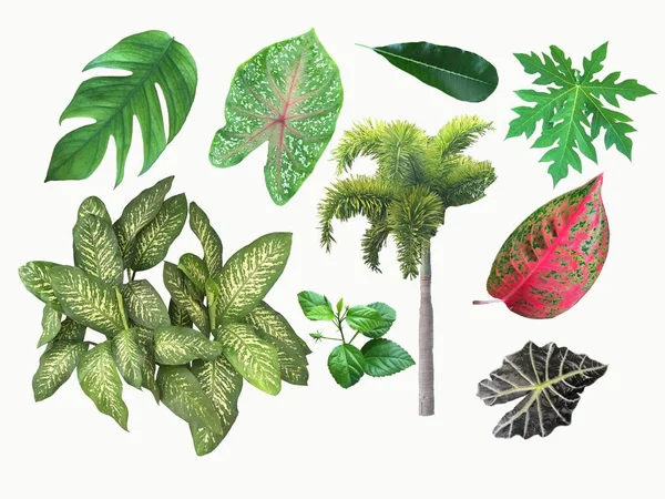 Collection of tropical plants. Set of tropical leaves isolated o — Stock Photo, Image