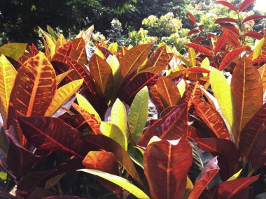 Çok renkli, yeşil, kırmızı ve pembe TH ile renkli çalı yaprakları