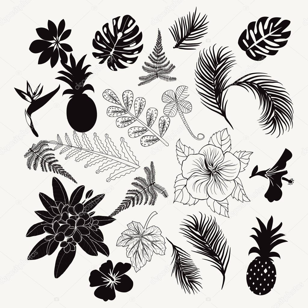 Vector collection of tropical plants,  leaves and flowers isolat