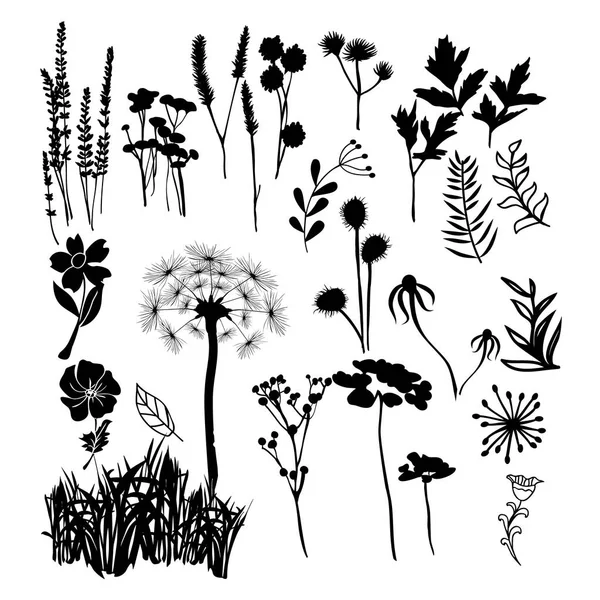 Colección silueta ilustración de flores silvestres, hierbas y gr — Vector de stock