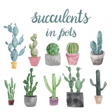 Kaktüs ve beyaz arka plan üzerinde izole succulents. 