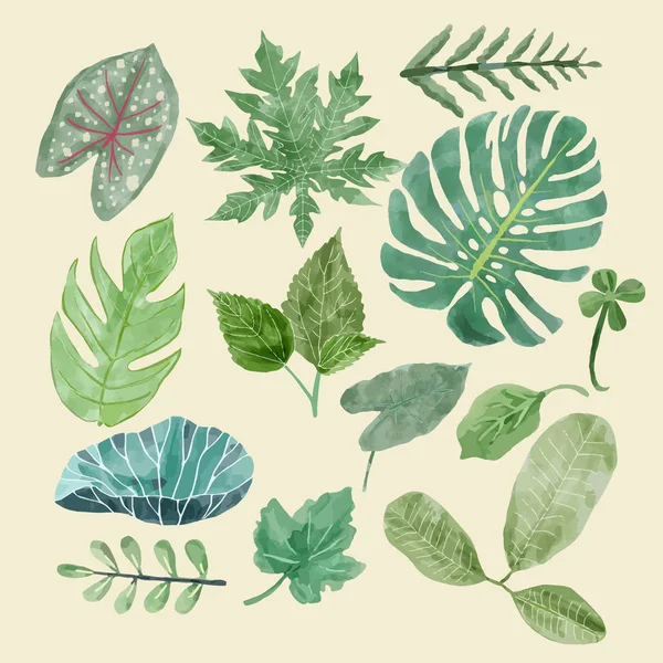 Clipart botánico Conjunto de hojas verdes, plantas tropicales . — Vector de stock
