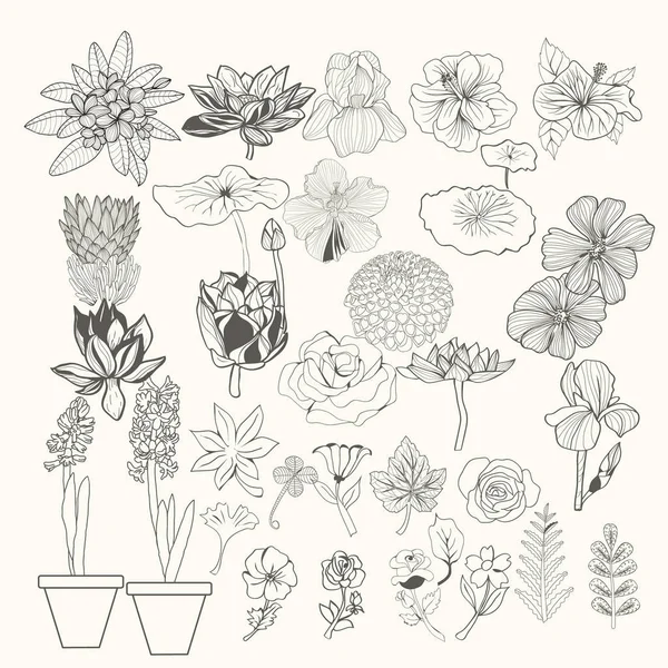 Illustration design element flowers and leaves line art. — Stock Vector