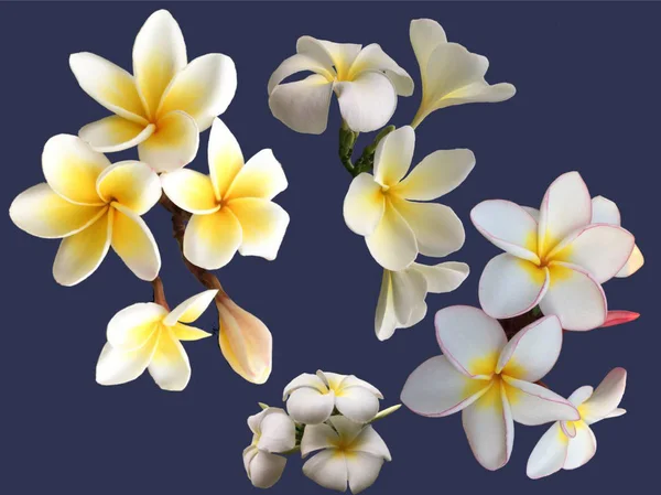 Gyűjteménye virágzó fehér plumeria virágok, kék háttérrel — Stock Fotó