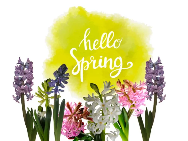 Våren hyacinth blomdekor med Hej våren typografiska — Stockfoto