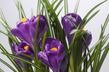 closeup makro Blooming mor çiğdemler göl kenarında.