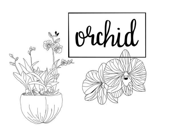Schizzo disegnato a mano Fiori di orchidea in stile grafico . — Vettoriale Stock