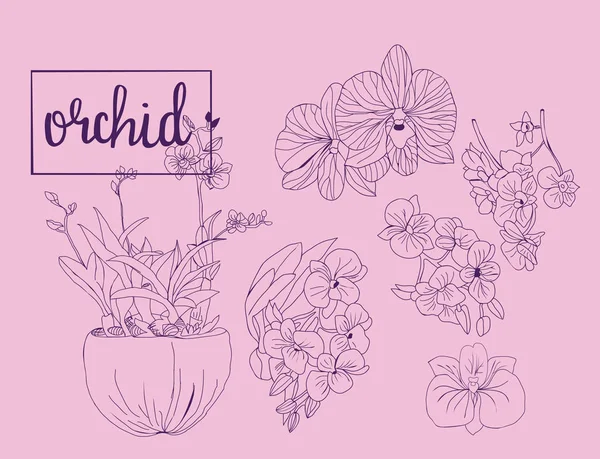 Raccolta di schizzi disegnati a mano di fiori di orchidea in stile grafico . — Vettoriale Stock