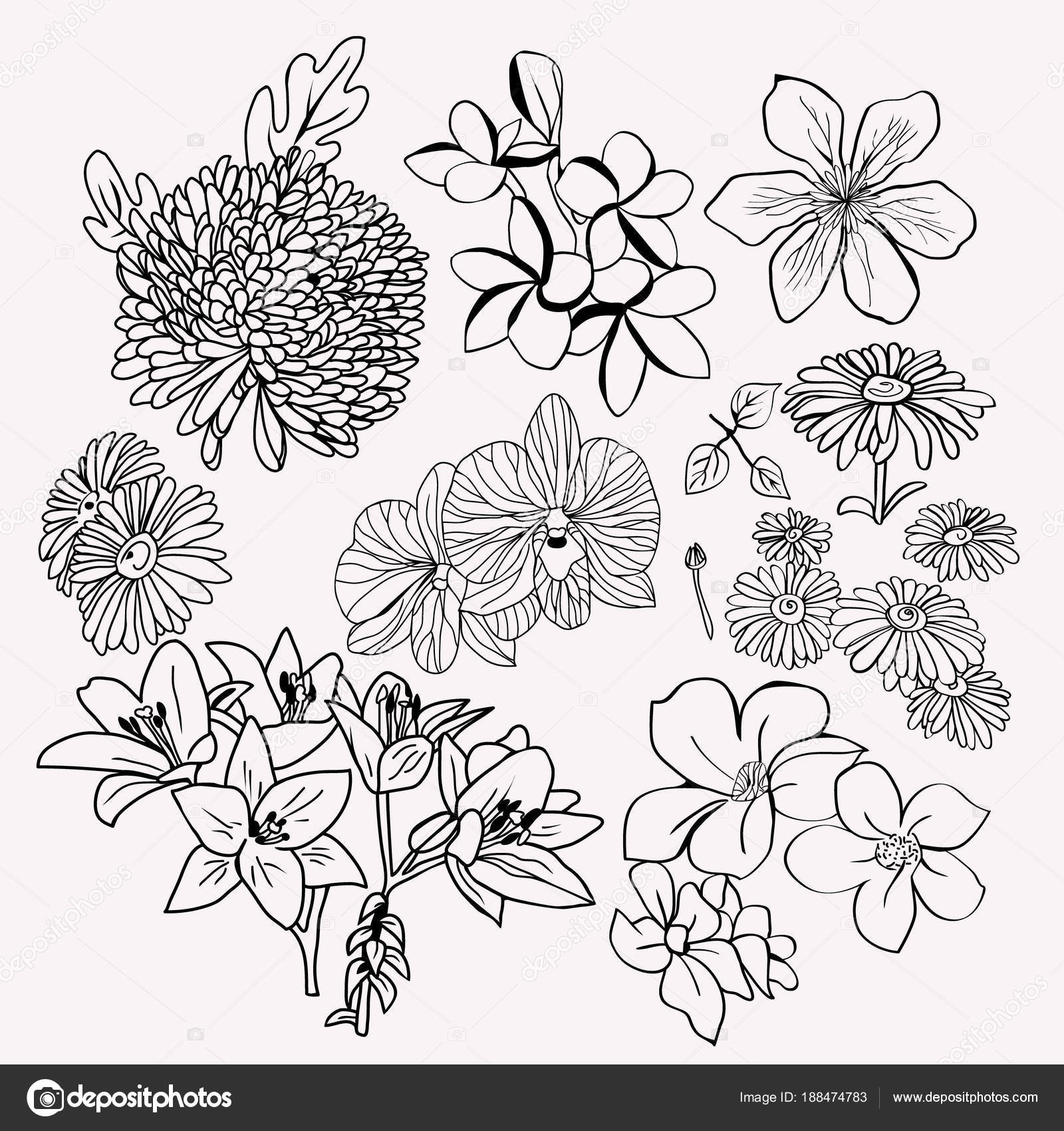 ベストモノクロ 花 イラスト 最高の花の画像