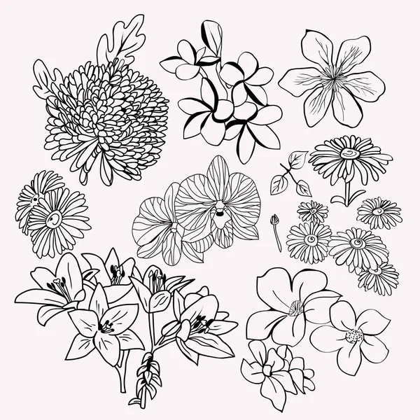 컬렉션 꽃 식물 설정 흑백 그림. — 스톡 벡터