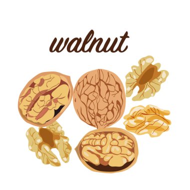 Vektör el çizilmiş renkli ceviz bitkisi.