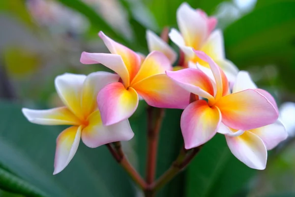 Plumeria květina růžová a bílá tropická květina, frangipani — Stock fotografie