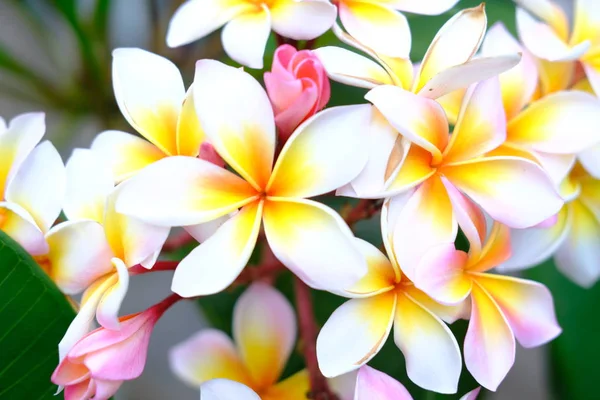 Plumeria λουλούδι ροζ και λευκό τροπικό λουλούδι, frangipani — Φωτογραφία Αρχείου